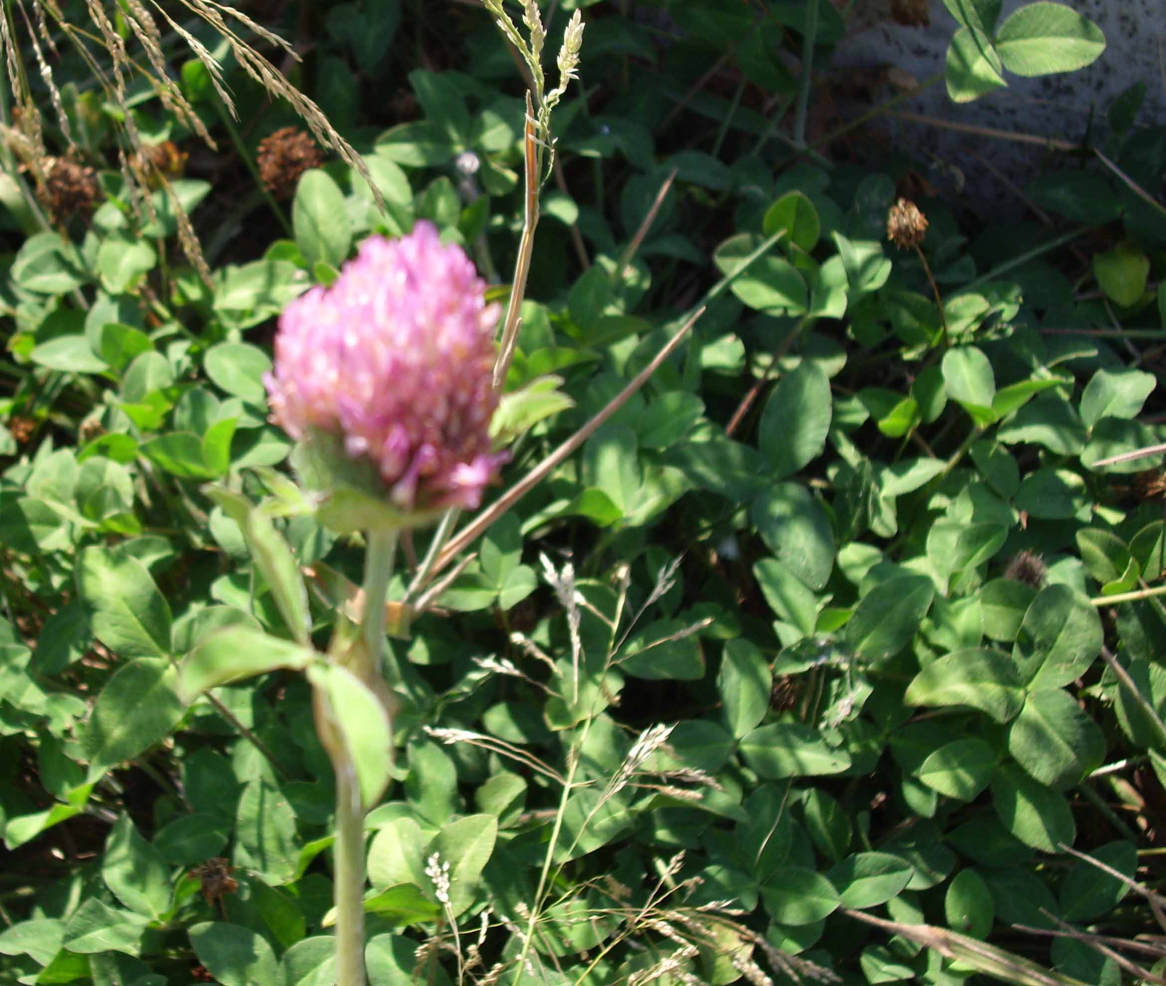 Trifolium pratense